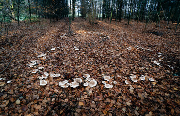 fairy ring in the forest, mushrooms, fungus, eighties, 