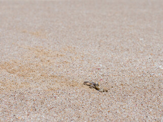 One crab near his nest on a beach in Ras Al Jinz, Sultanate of Oman
