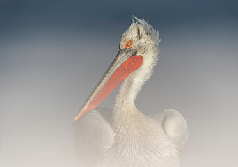 Dalamatian Pelican, Lake kerkini, Greece.