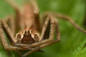 ARAÑA LADRONA, Pisaura mirabilis.