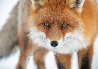 Obraz premium An intimate portarit of a wild Red Fox. Taken deep in a forest in Swedish Lapland.