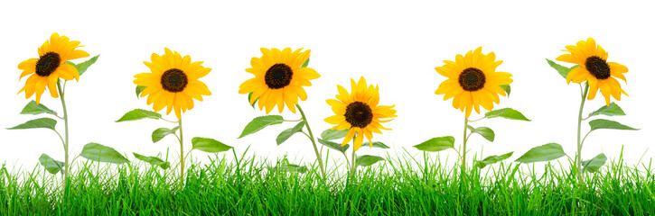 Horizontal wide banner - green grass meadow with blooming sunflowers on a transparent background.