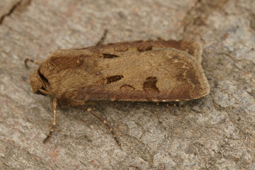 Closeup on the brown Heart and Dart owlet moth, Agrotis exclamationis