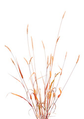 Fototapeta premium Bunch of dry grass.