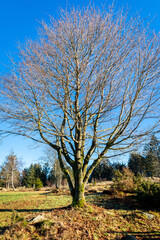 Fototapeta premium Baum im Herbst |&nbsp;Bayerischer Wald