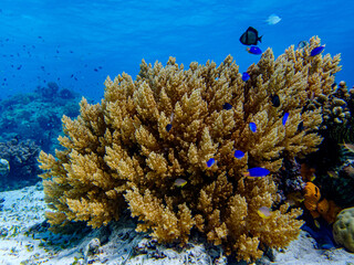 Colorful and vibrant underwater corals in a shallow reef