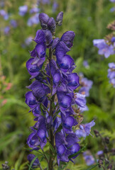 Aconit Napel alpestre au Monêtier-les-Bains, Hautes-Alpes, France