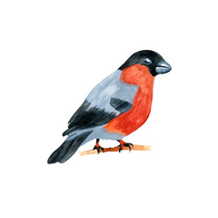Watercolor bullfinch isolated on white background