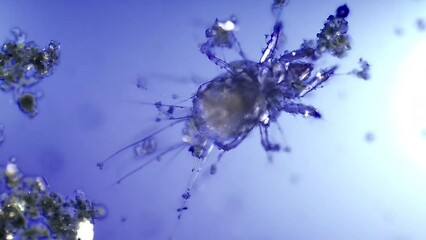 Micro organism insect mite, magnification 10x