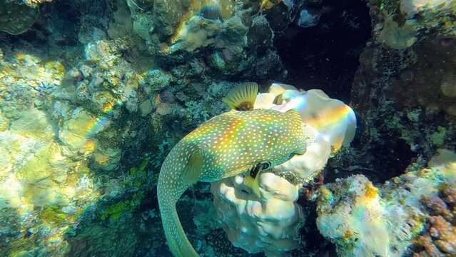 close-up of a White-spotted Puffer (Arothron hispidus) in its natural habitat a coral reef in the red sea