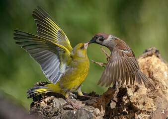 Sparrows and finches interactions – hard fight between two birds for food - Greenfinch (Chloris chloris) and tree sparrow (Passer montanus) 