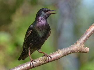 Common Starling (sturnus vulgaris) cries and sings with wide open beak on small perch at spring season