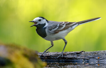 Brave adult White wagtail (motacilla alba) makes loud calls with wide open beak near a water pond in summer 