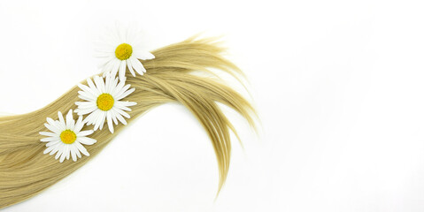 Blond hair wave with chamomile flower on white background. Split Ends Repair Treatment.