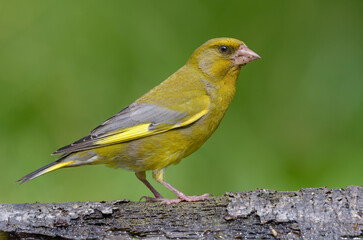 Male European Greenfinch (Chloris chloris) sitting on dry old looking branch with neat green...