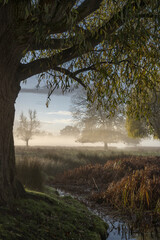 Under the tree at dawn