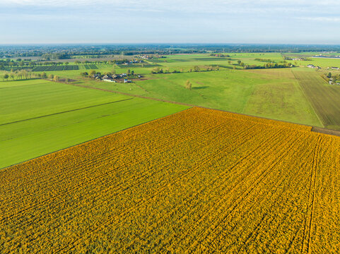 Aerial view of field of marigolds in the countryside, Noord-Brabant, Netherlands