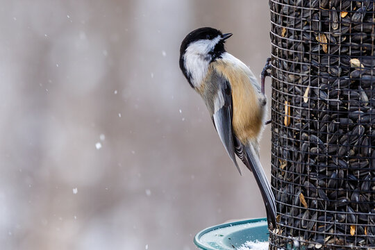 Black-capped chickadee (Poecile atricapillus) feeding on black oiled sunflower seeds during winter in the snow.  
