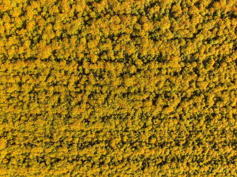 Aerial top view of field of marigolds on farmland, Noord-Brabant, Netherlands.