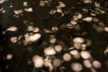 Sombras de árbol. 