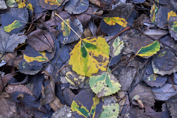 Fallen aspen leaves on the ground