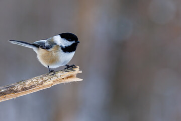 Fototapeta premium Close up of a Black-capped chickadee (Poecile atricapillus) perched on a branch during winter in Wisconsin. Selective focus, background blur and foreground blur. 