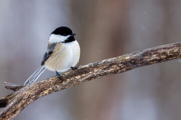 Obraz na płótnie Canvas Close up of a Black-capped chickadee (Poecile atricapillus) perched on a branch during winter in Wisconsin. Selective focus, background blur and foreground blur. 