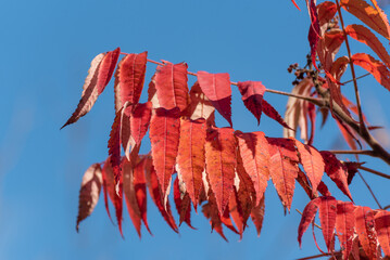 Red staghorn sumac leaves in October