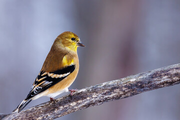 Obraz premium Close up of an American Goldfinch (Spinus tristis) perched on a branch during winter in Wisconsin. Selective focus, background blur and foreground blur. 