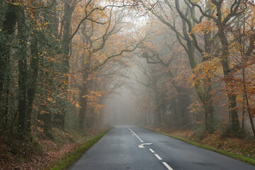 Route forestière en automne