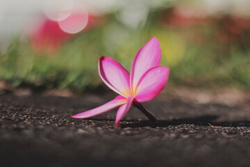 pink magnolia flower