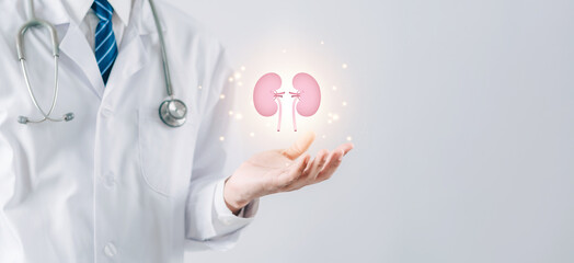 doctor in a white coat holding kidney organ, chronic kidney disease, renal failure, dialysis,...