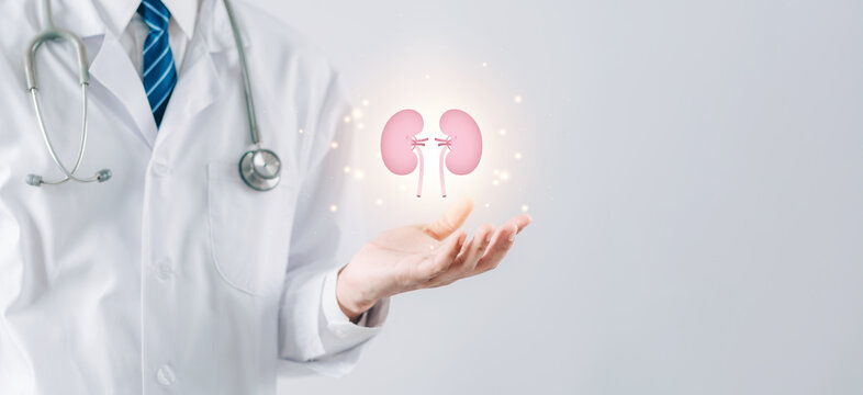 doctor in a white coat holding kidney organ, chronic kidney disease, renal failure, dialysis, Health checkup concept.