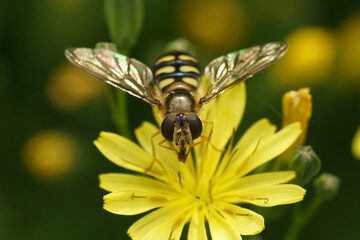 Closeup on a yellow striped Migrant hoverfly, Eupeodes corollae sitting on a yellow flower