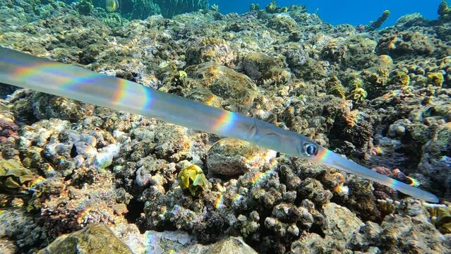 close up of a Pacific Cornetfish (Fistularia corneta) in its natural habitat a coral reef in the red sea