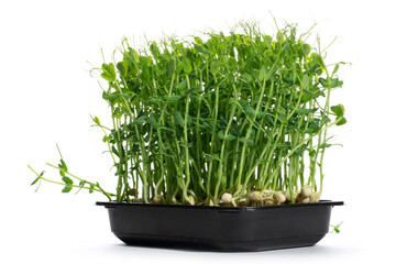 Growing green peas at home in a plate, microgreen