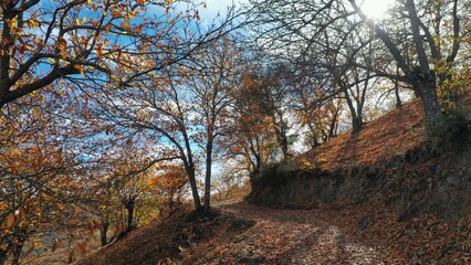 Bosque de cobre