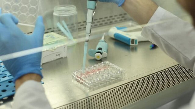 cell culture at the medicine, medical and cell culture laboratory