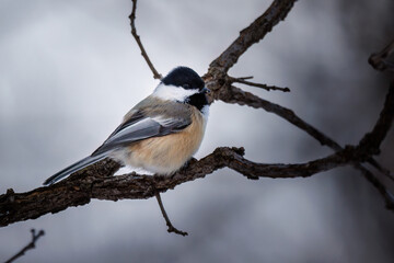 Obraz na płótnie Canvas Close up of a Black-capped chickadee (Poecile atricapillus) perched on a branch during winter in Wisconsin. Selective focus, background blur and foreground blur. 