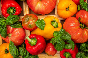 Fototapeta na wymiar fresh tomatoes, pepper and basil. Healthy food. Gardening. top view