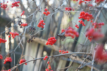 Background of beautiful red fruits of viburnum vulgaris. Red viburnum berries on a branch in the garden.