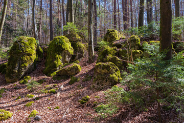 Fototapeta premium Small moss-covered rocks in the forest in the Wiesent valley near Gößweinstein/Germany in Franconian Switzerland