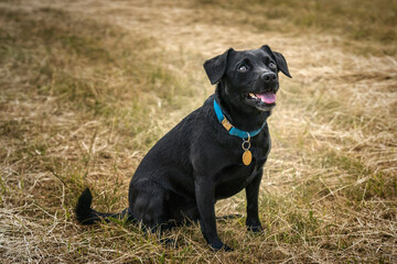 Black Patterdale Cross Border Terrier looking upwards to the right