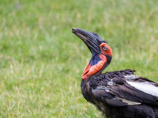 The head of southern ground hornbill on the green background. Horizontally. 