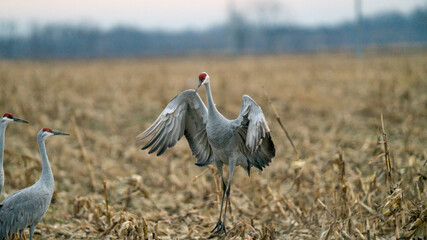 Sand hill Crane