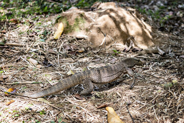 Lizard in the park in George town in Malaysia