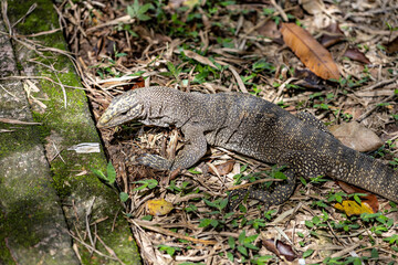 Lizard in the park in George town in Malaysia