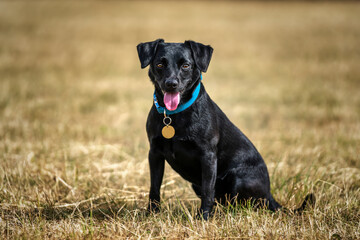 Black Patterdale Cross Border Terrier looking directly at the camera