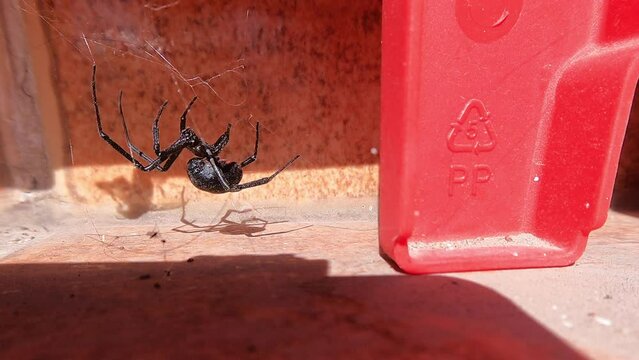 A black widow preparing her spider web to hunt her prey