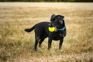 Black Patterdale Cross Border Terrier happy with his tennis ball